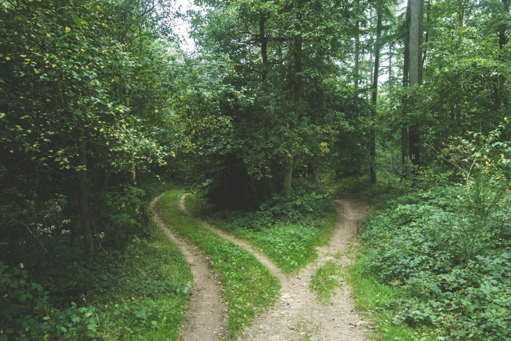 Two forest roads diverging — illustrating the PPC vs SEO budget decision